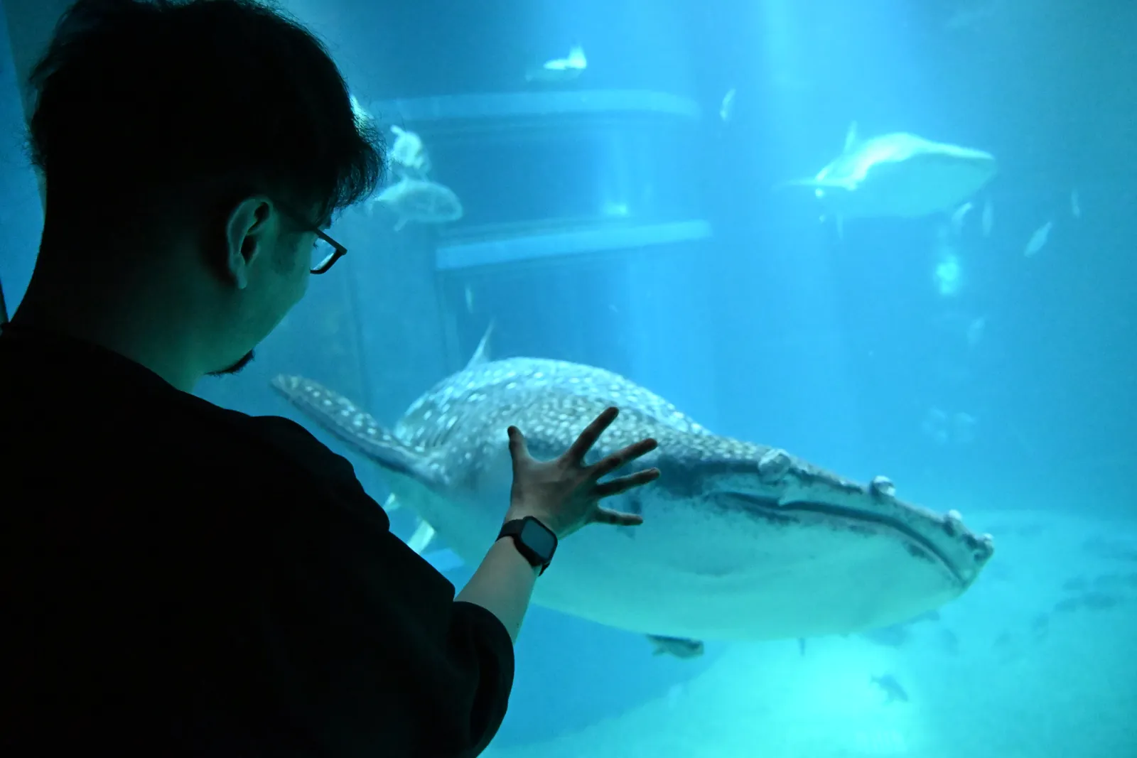 水族館でジンベエザメの水槽に手をかざすokp29